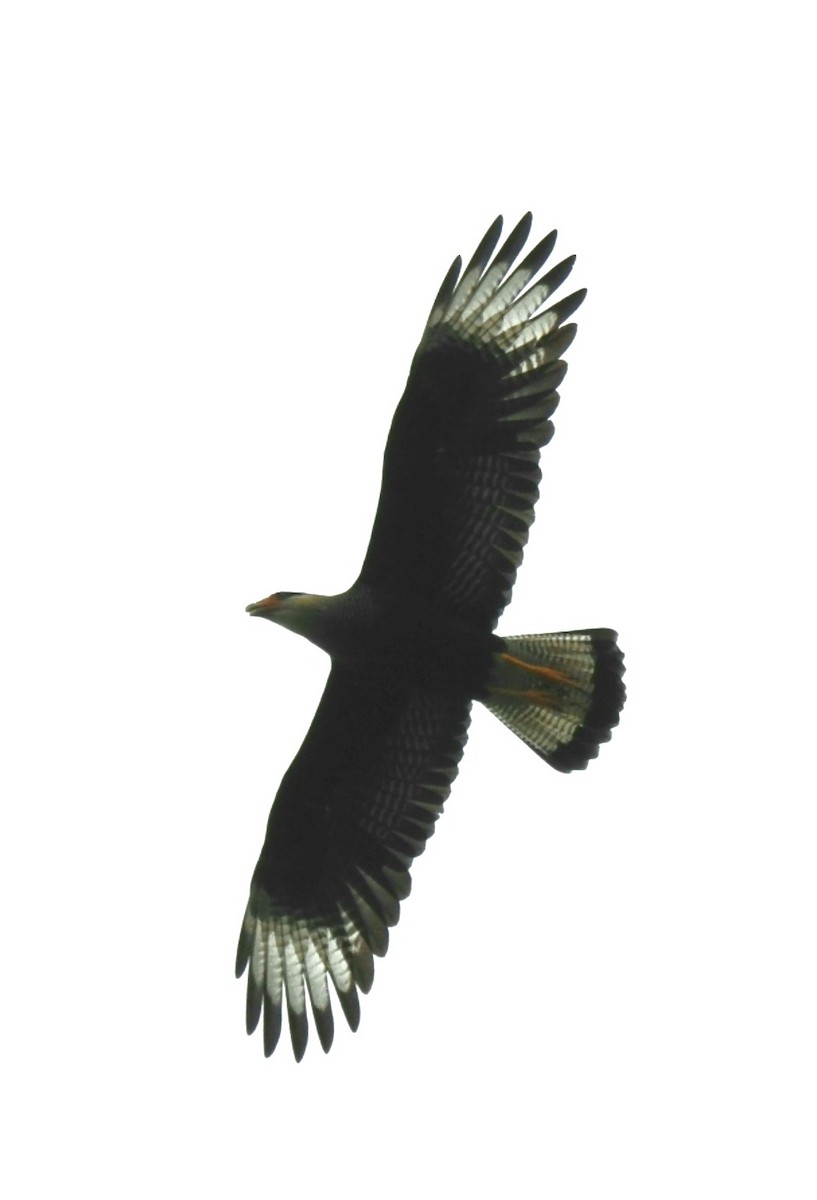 Crested Caracara (Southern) - ML308884831