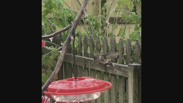 Black-chinned Hummingbird - ML308896271