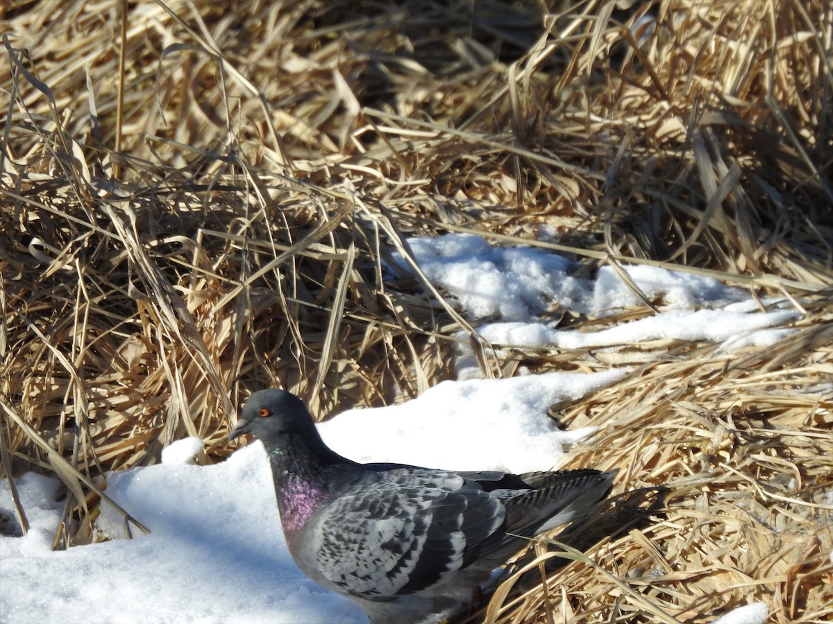Rock Pigeon (Feral Pigeon) - ML308897741
