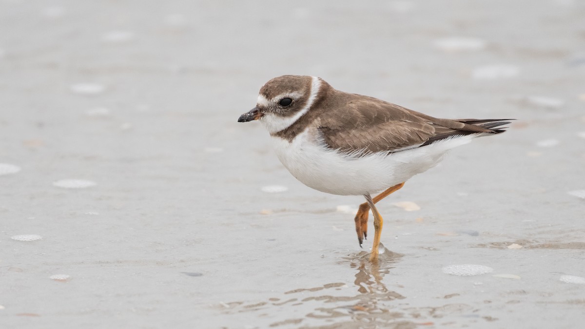 Semipalmated Plover - ML308900041