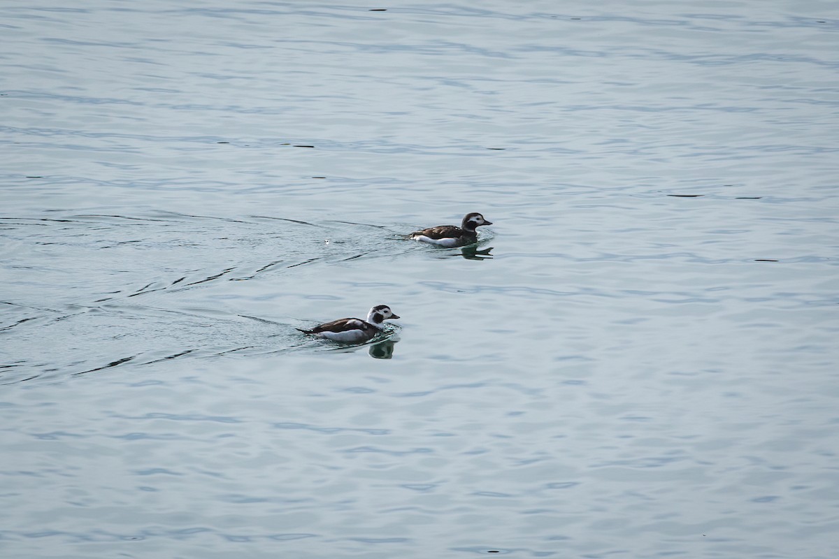 Long-tailed Duck - Tanner Martin