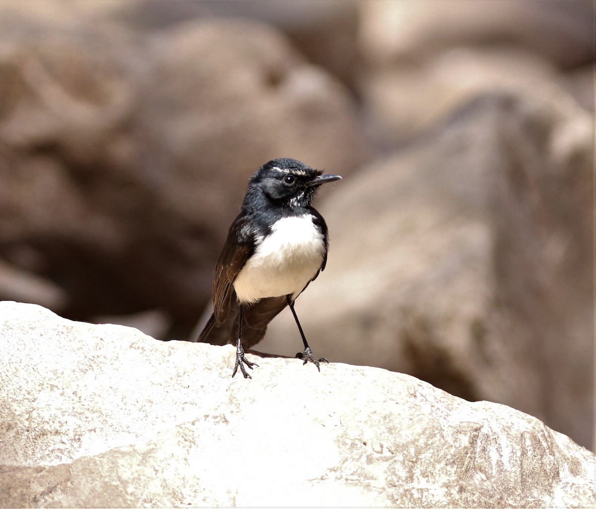 Willie-wagtail - ML308910701