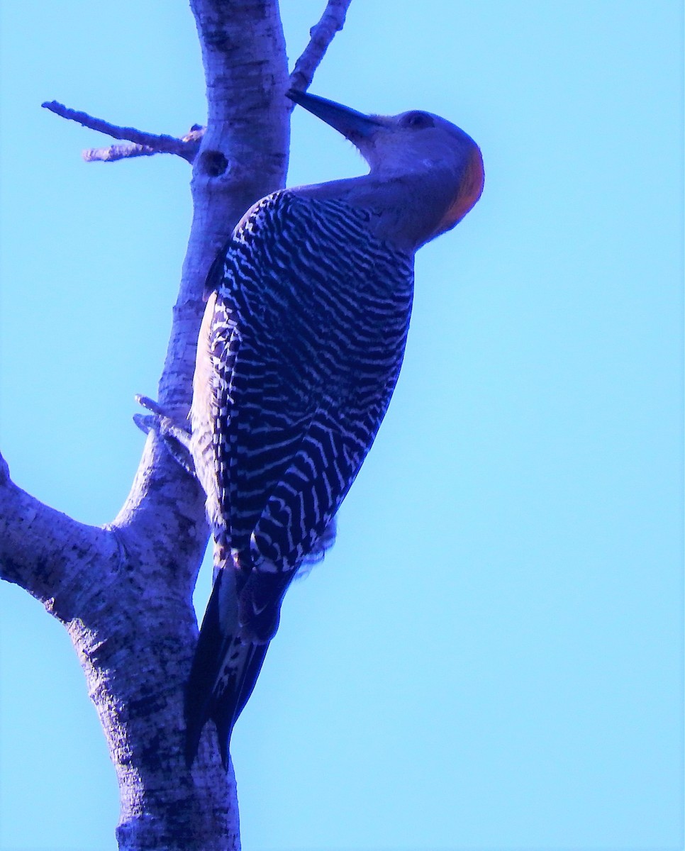 Golden-fronted Woodpecker - Luis  Morales