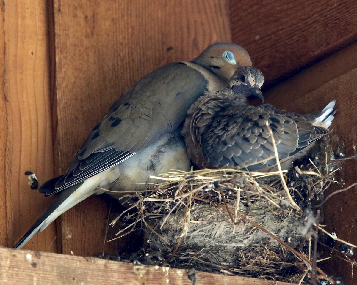 Mourning Dove - Mary/Maury Humes