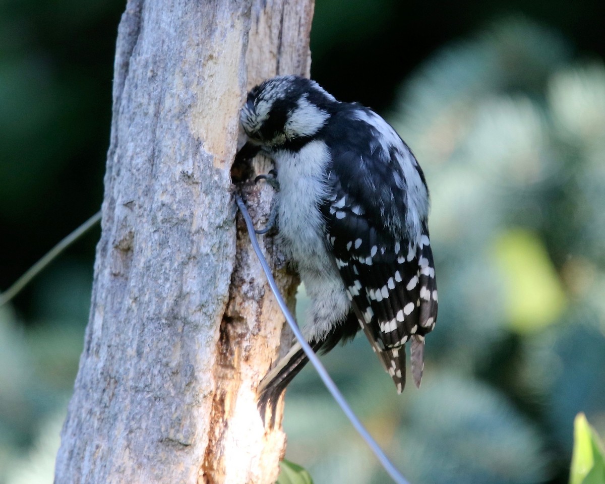 Downy Woodpecker - Mary/Maury Humes