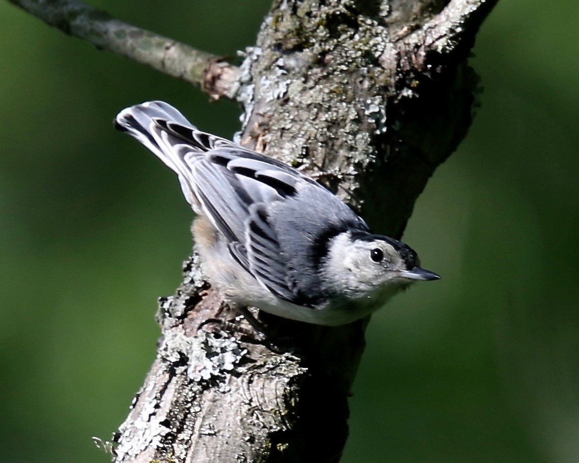 White-breasted Nuthatch - ML30891361