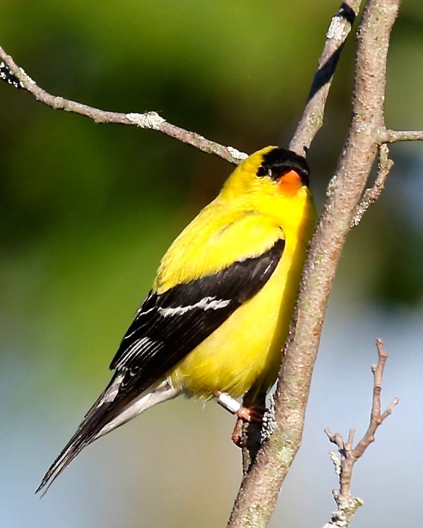 American Goldfinch - Mary/Maury Humes