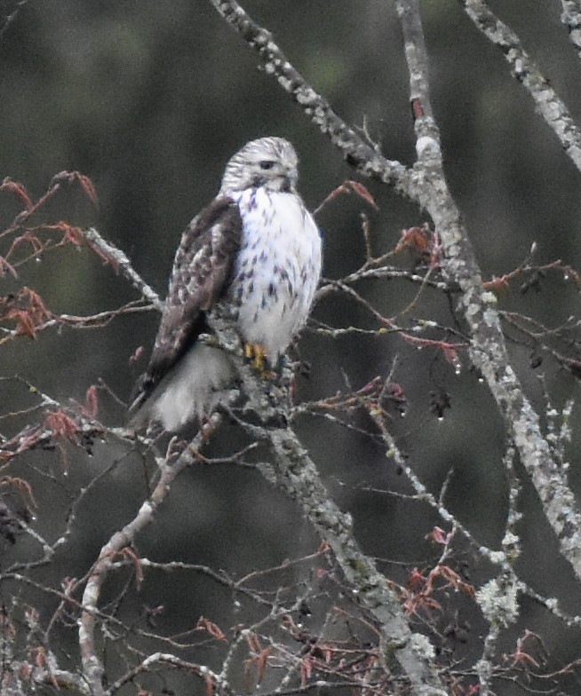 Red-tailed Hawk (Harlan's) - ML308914121