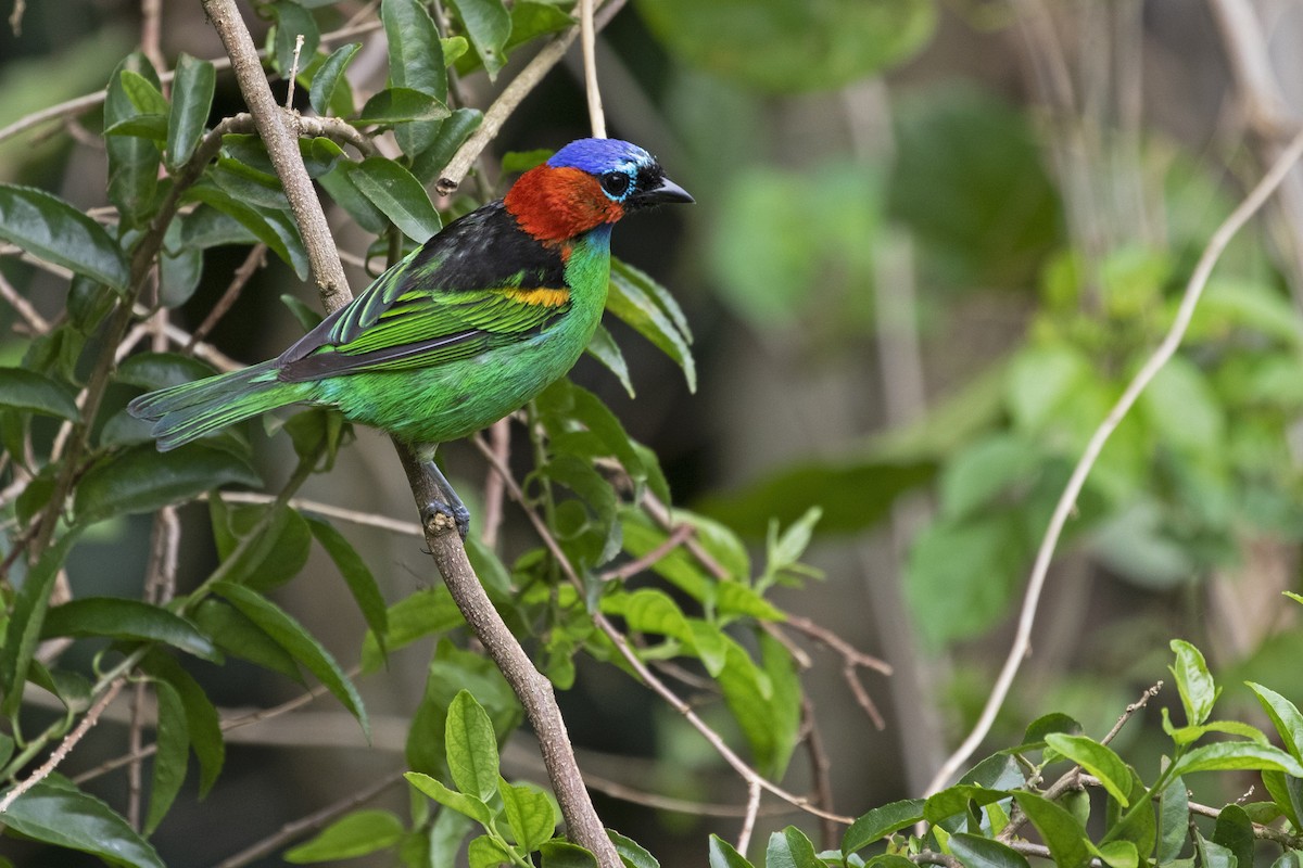 Red-necked Tanager - ML308915961