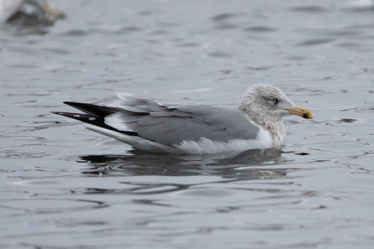 Herring x Lesser Black-backed Gull (hybrid) - Blair Dudeck