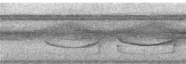 Band-tailed Antwren - ML308921191