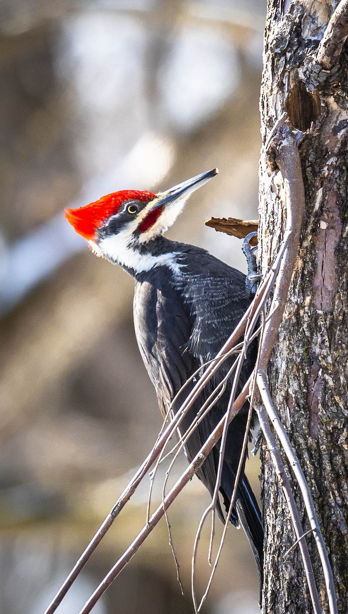 Pileated Woodpecker - William Richards