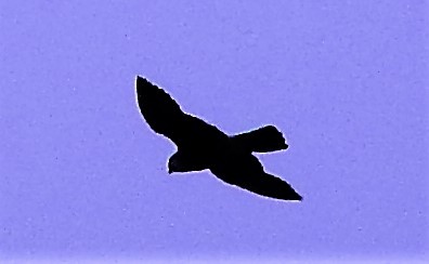 Peregrine Falcon - ML308927751