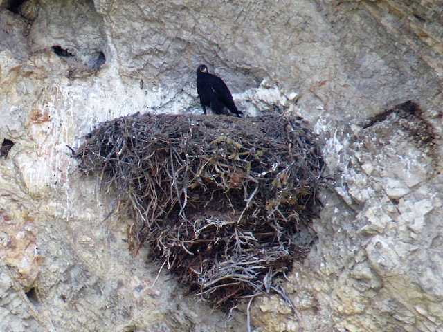 Nest (Montana, United States) - Golden Eagle - 