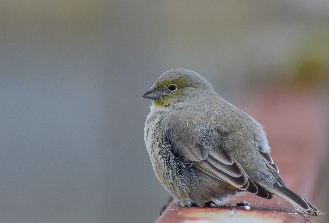Patagonian Yellow-Finch - ML308931291