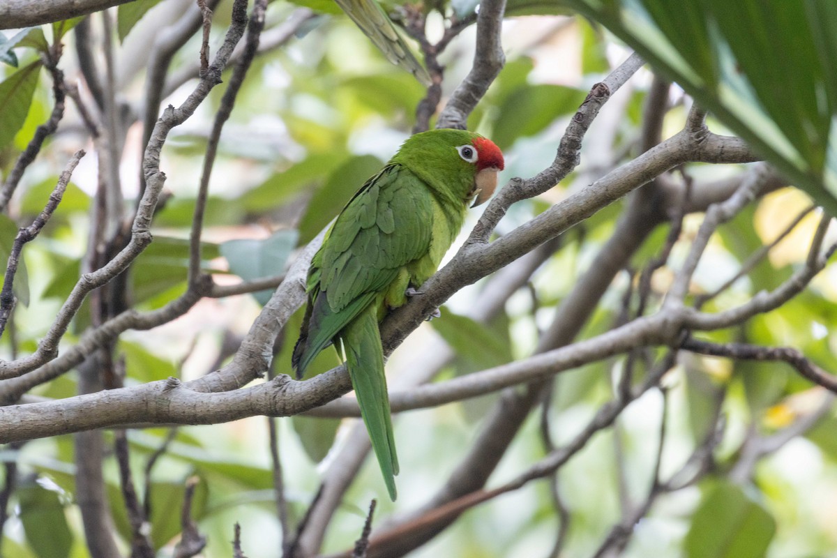 Scarlet-fronted/Cordilleran Parakeet - Paul Leonard