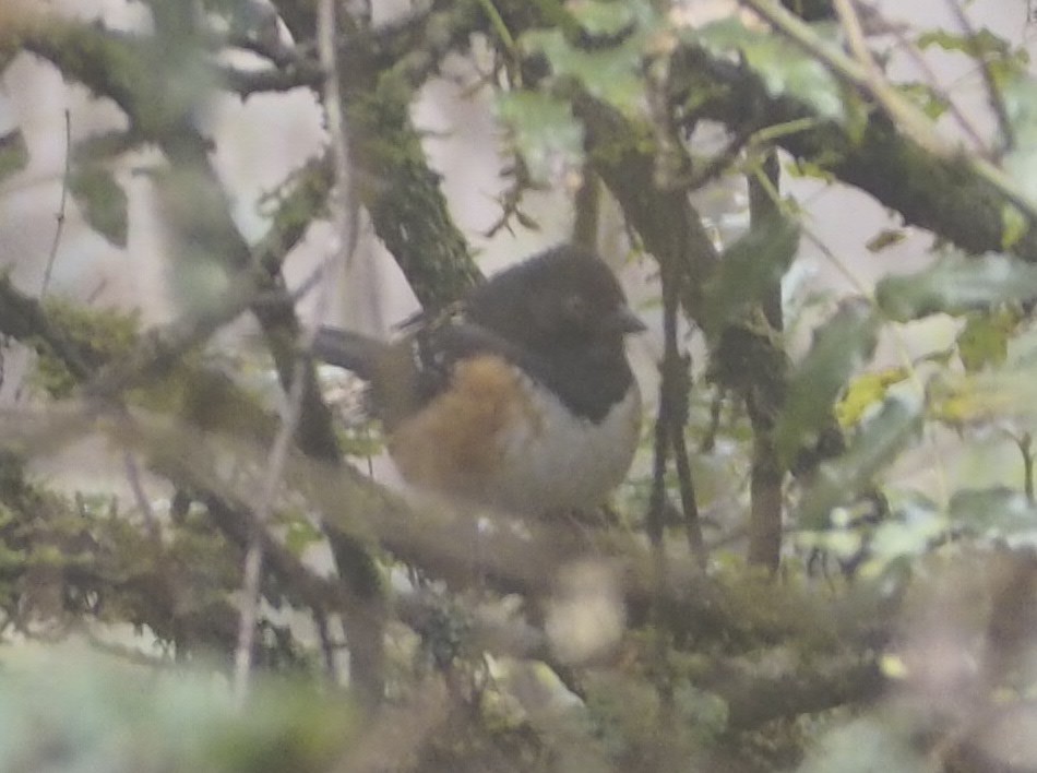 Spotted Towhee - ML308937811