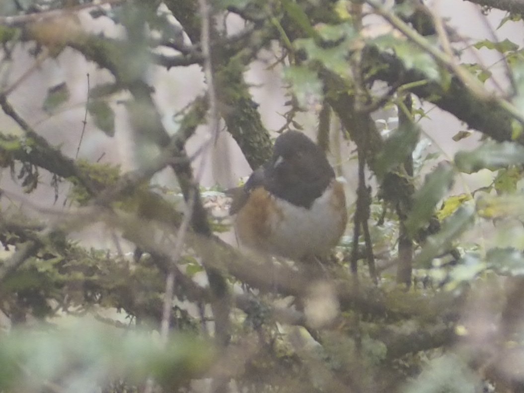 Spotted Towhee - ML308937821