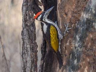  - White-naped Woodpecker