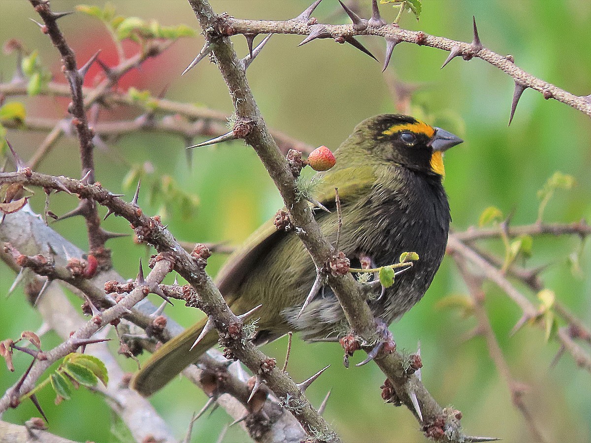 Yellow-faced Grassquit - Alfonso Auerbach