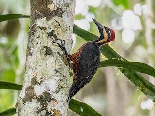  - Crimson-bellied Woodpecker