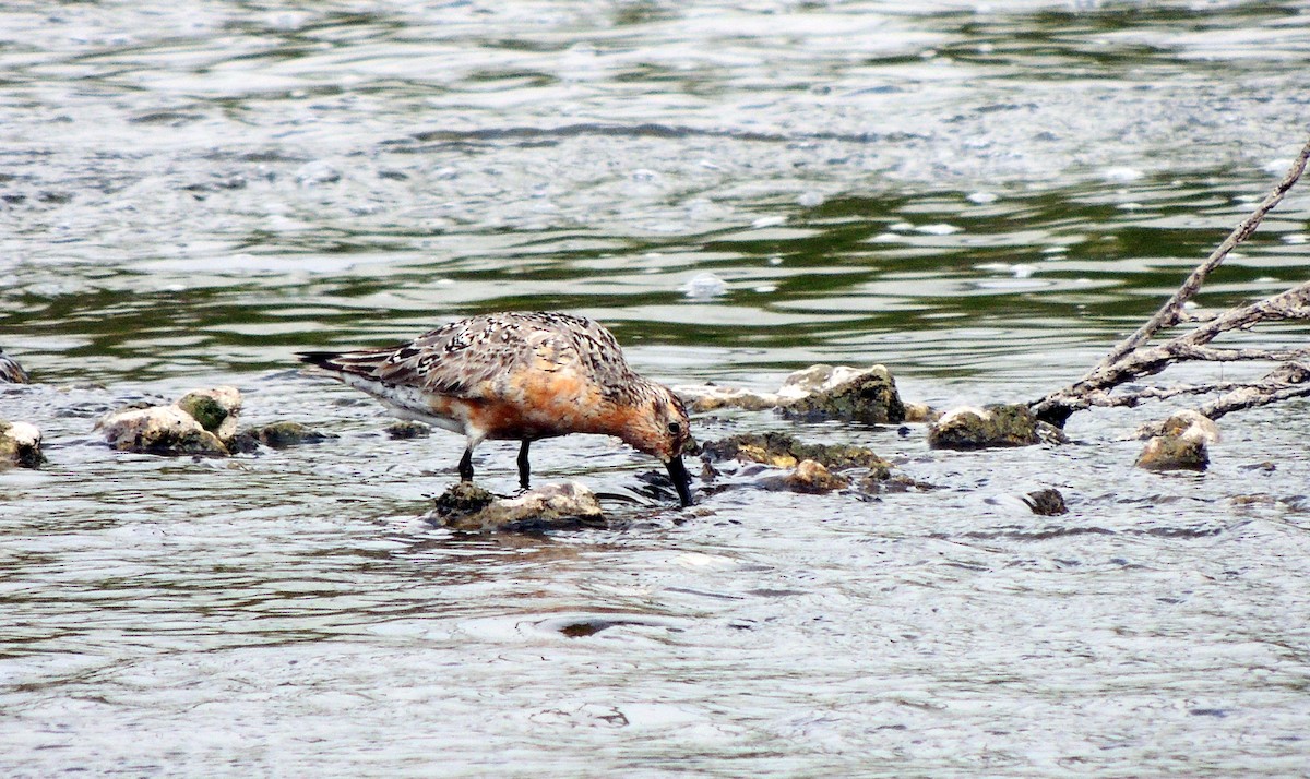 Red Knot - ML308956661