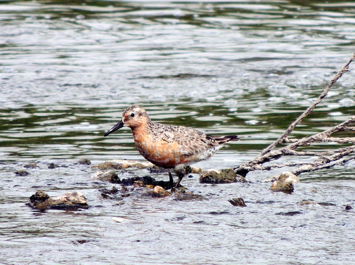 Red Knot - ML308956681