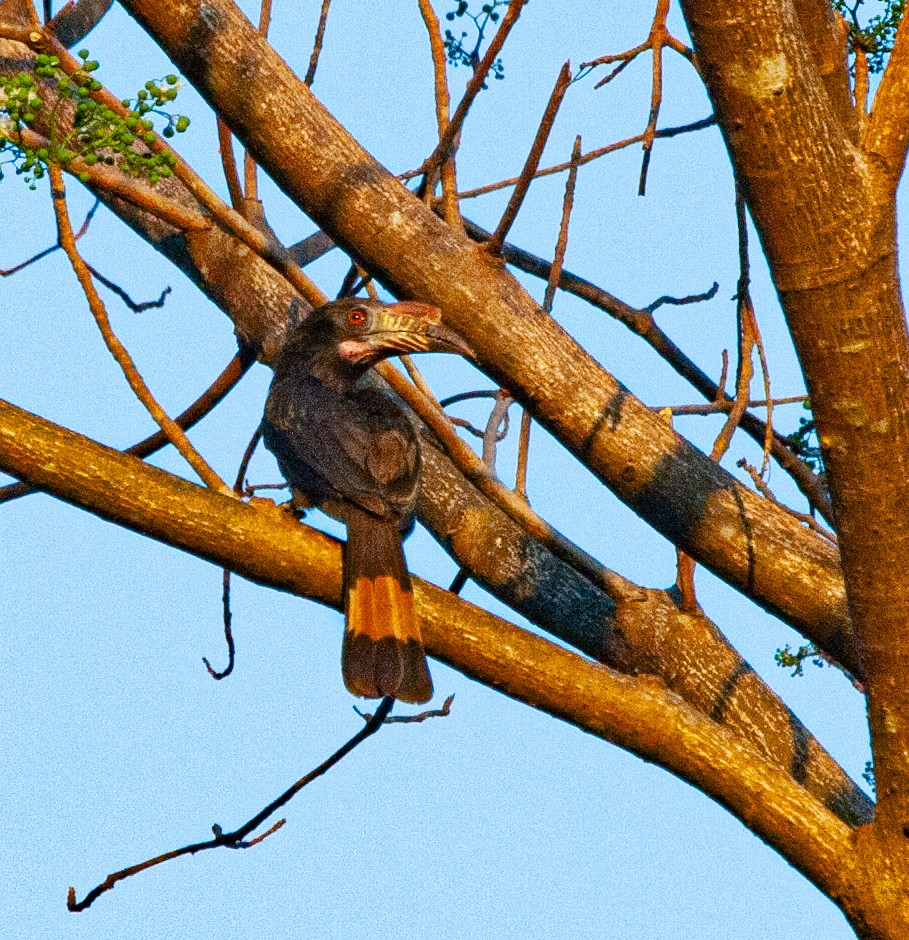 Luzonhornvogel - ML308959161