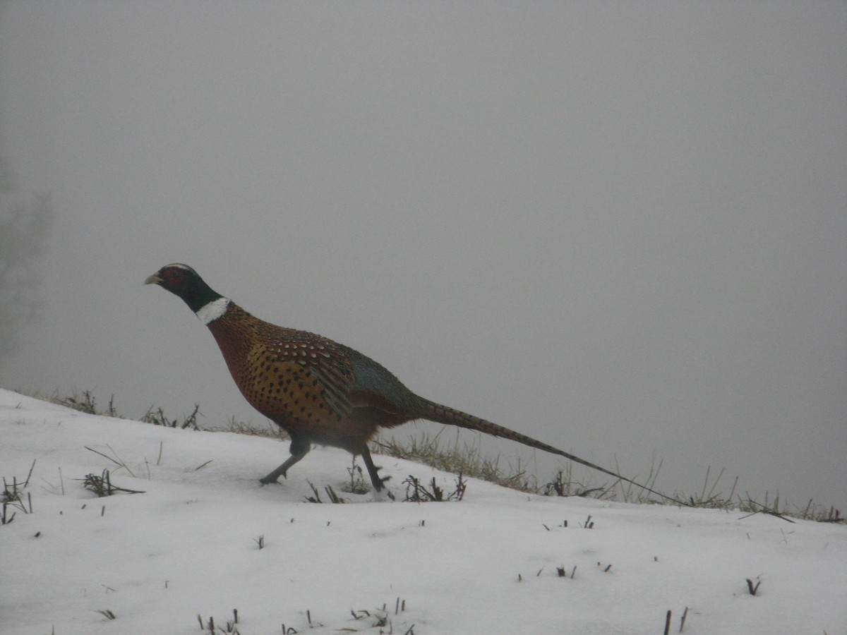 Ring-necked Pheasant - ML308960451