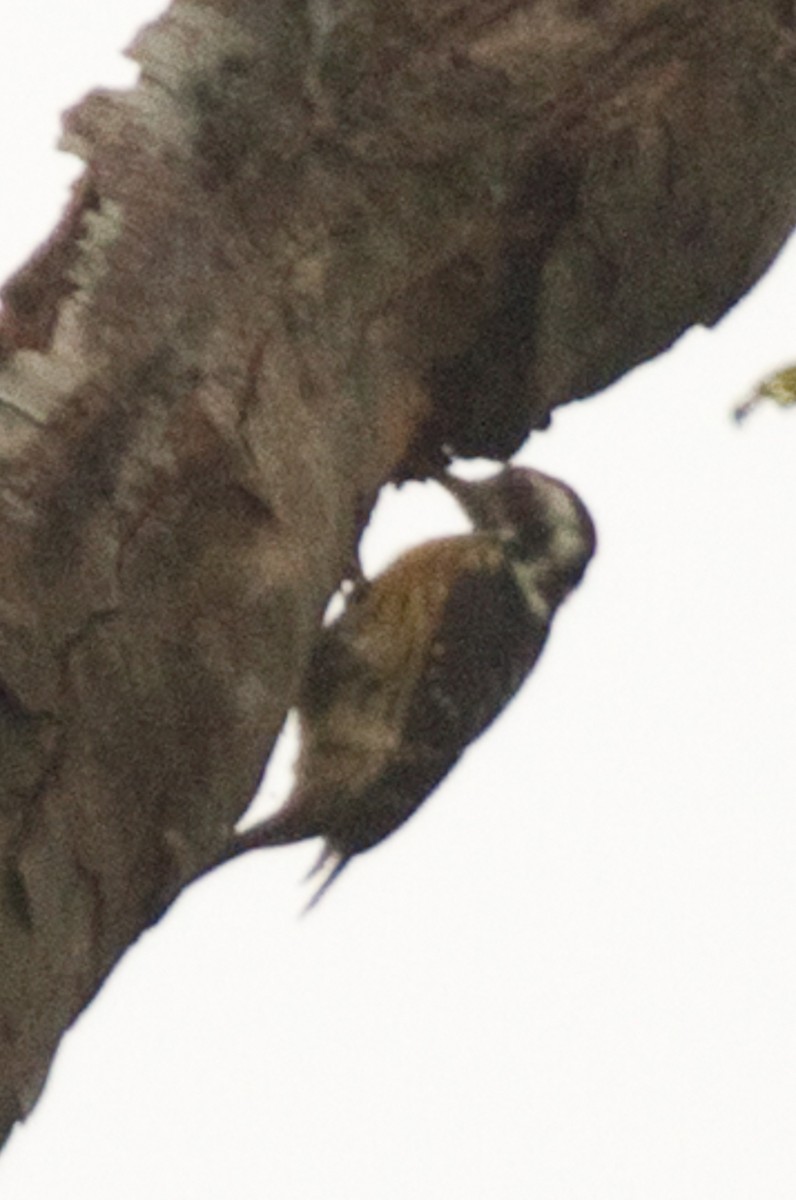 Gray-capped Pygmy Woodpecker - David Robichaud