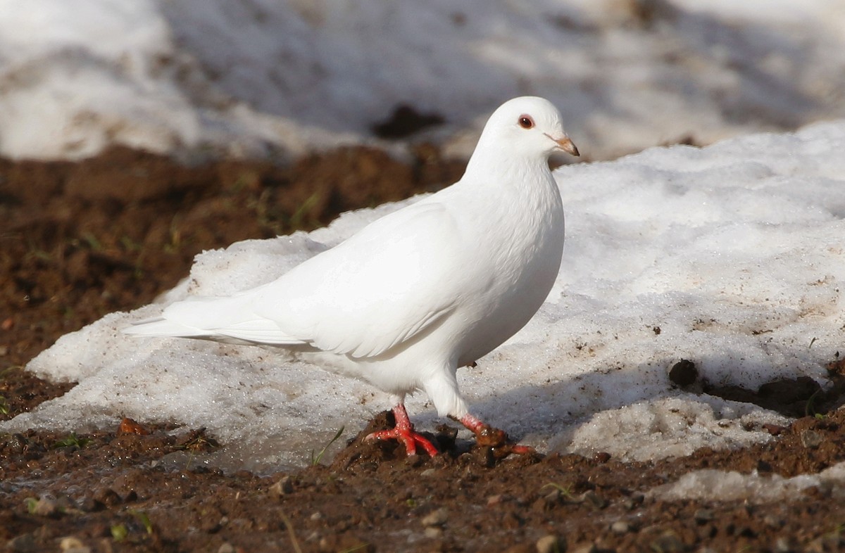 Rock Pigeon (Feral Pigeon) - Mark  Ludwick