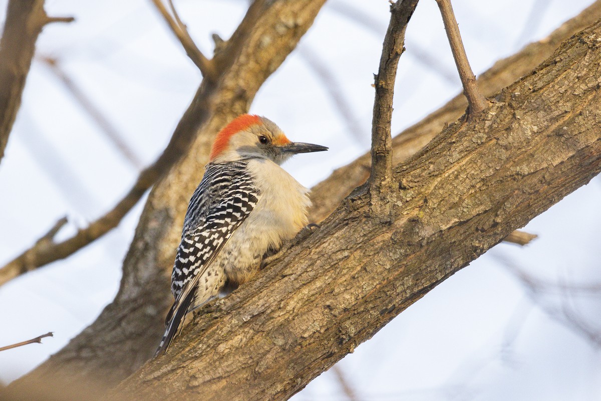 Red-bellied Woodpecker - ML308968681