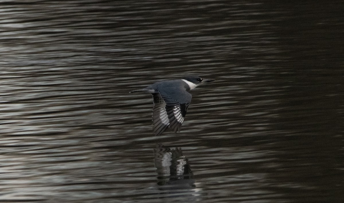 Belted Kingfisher - ML308970401