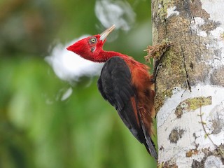  - Red-necked Woodpecker