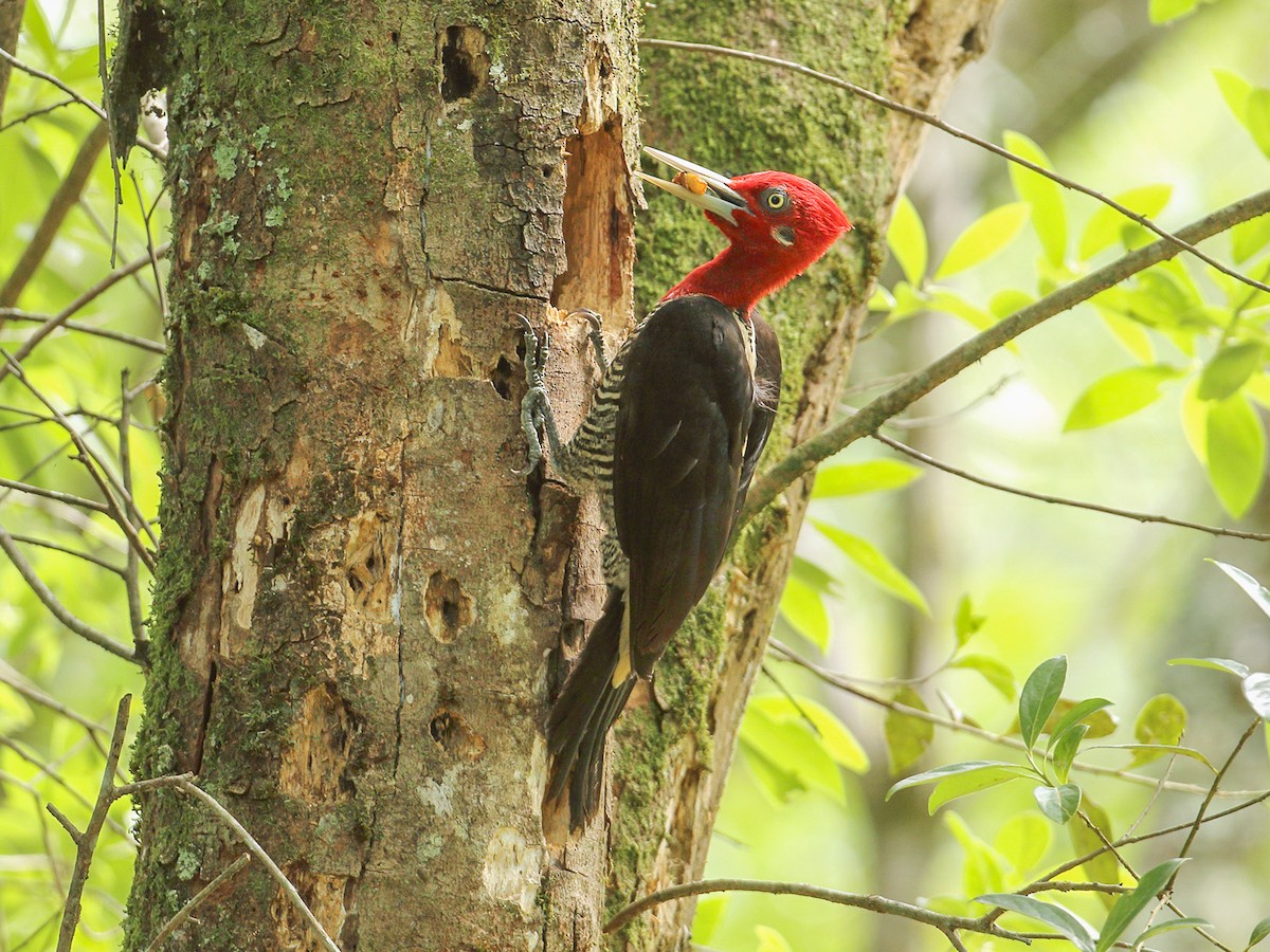 Robust Woodpecker - Campephilus Robustus - Birds Of The World