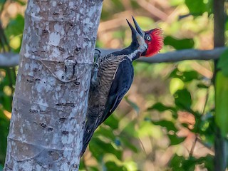  - Crimson-crested Woodpecker