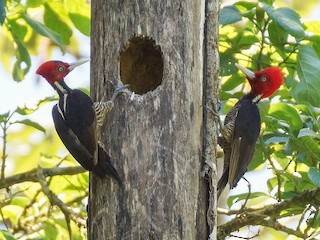  - Pale-billed Woodpecker