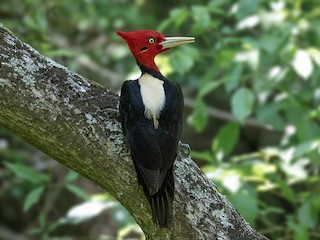  - Cream-backed Woodpecker
