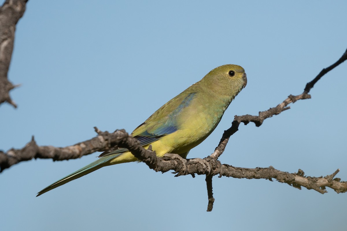 Blue-winged Parrot - Duke N