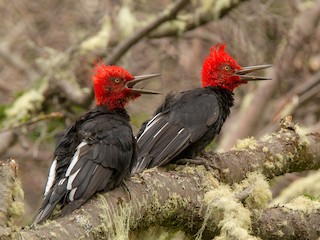  - Magellanic Woodpecker