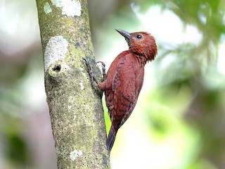  - Rufous Woodpecker