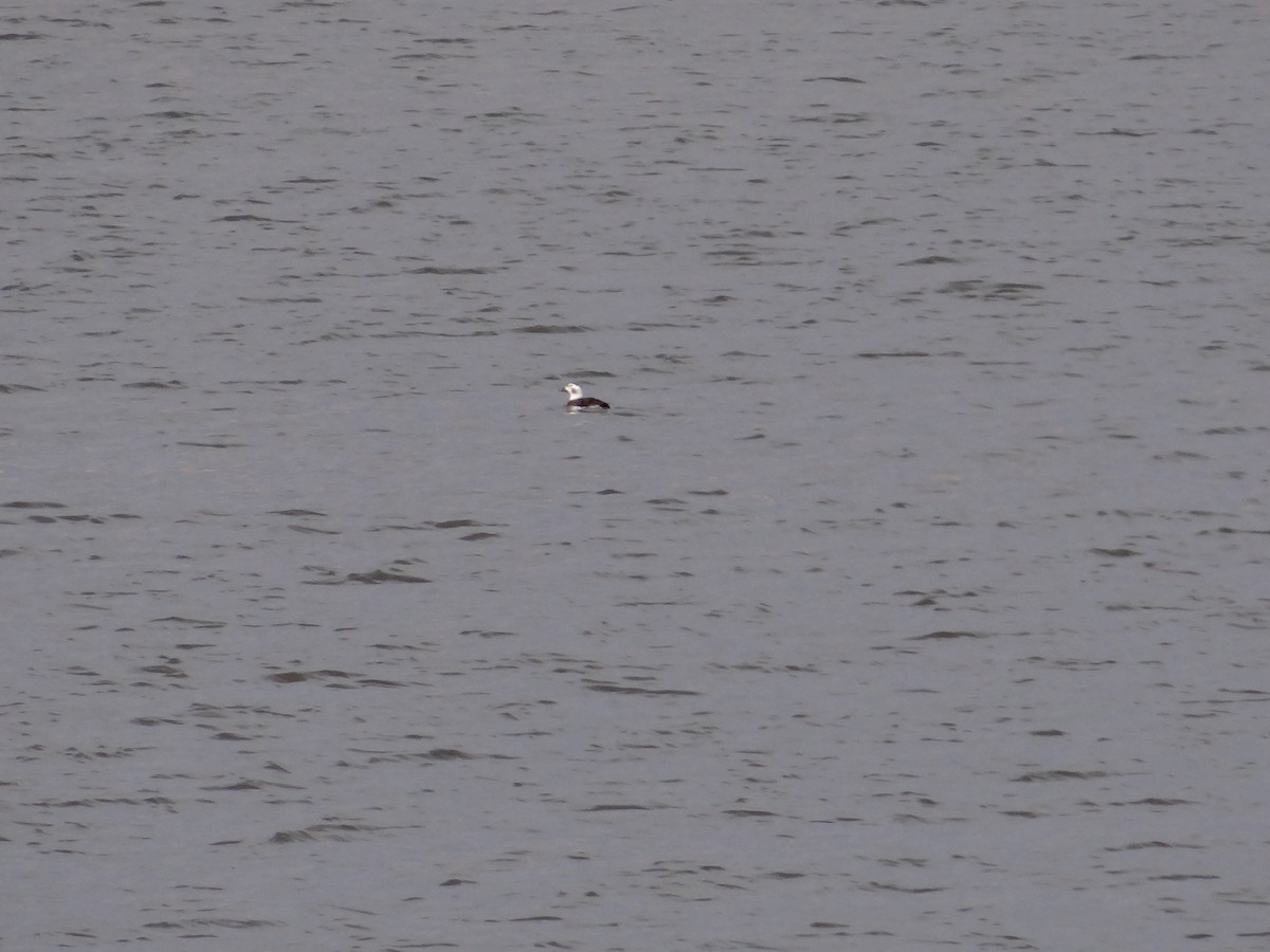 Long-tailed Duck - Cole Sage