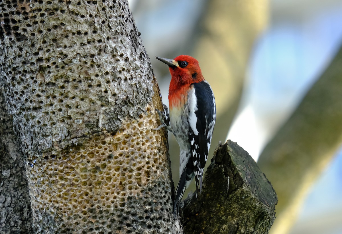 Red-breasted Sapsucker (ruber) - ML308979561