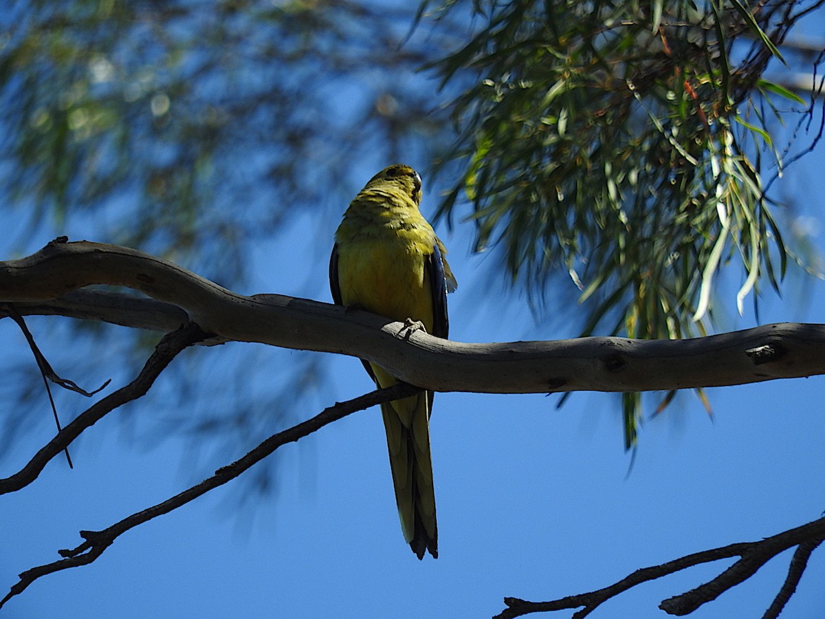 Blue-winged Parrot - ML308979641
