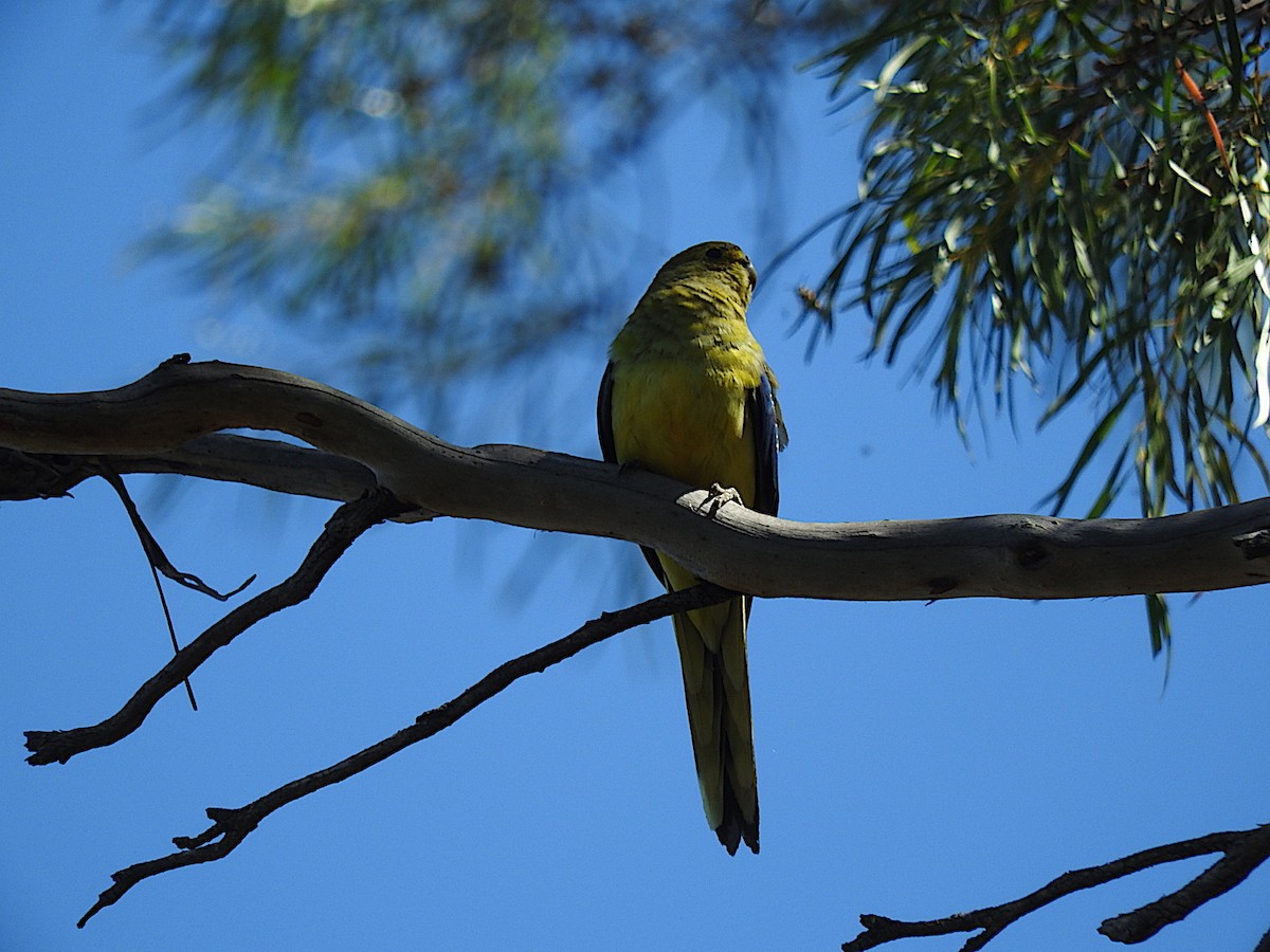 Blue-winged Parrot - ML308979971