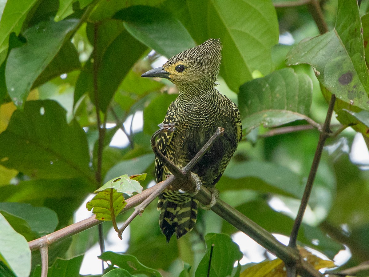 Buff-rumped Woodpecker - Meiglyptes grammithorax - Birds of the World