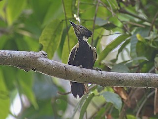  - Black-and-buff Woodpecker