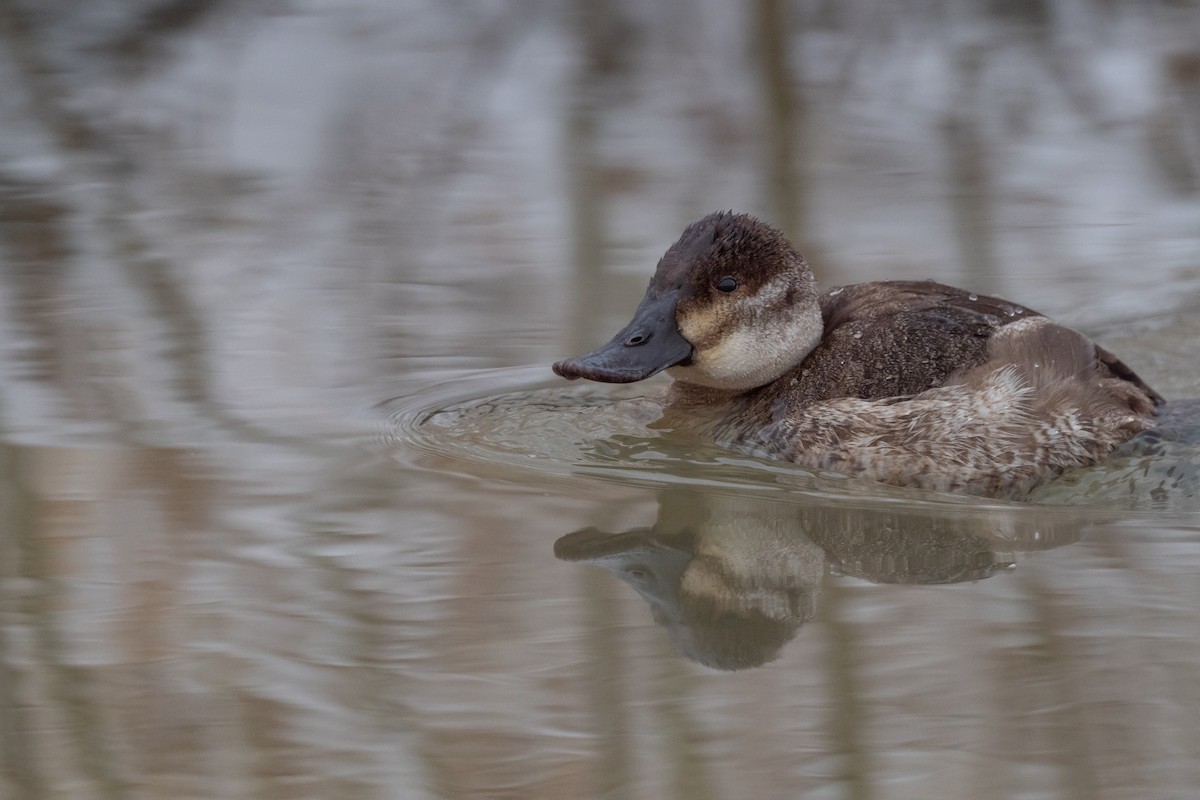 Ruddy Duck - Phil Chaon