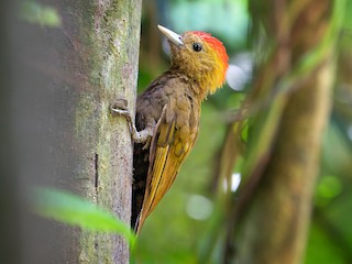  - Bamboo Woodpecker