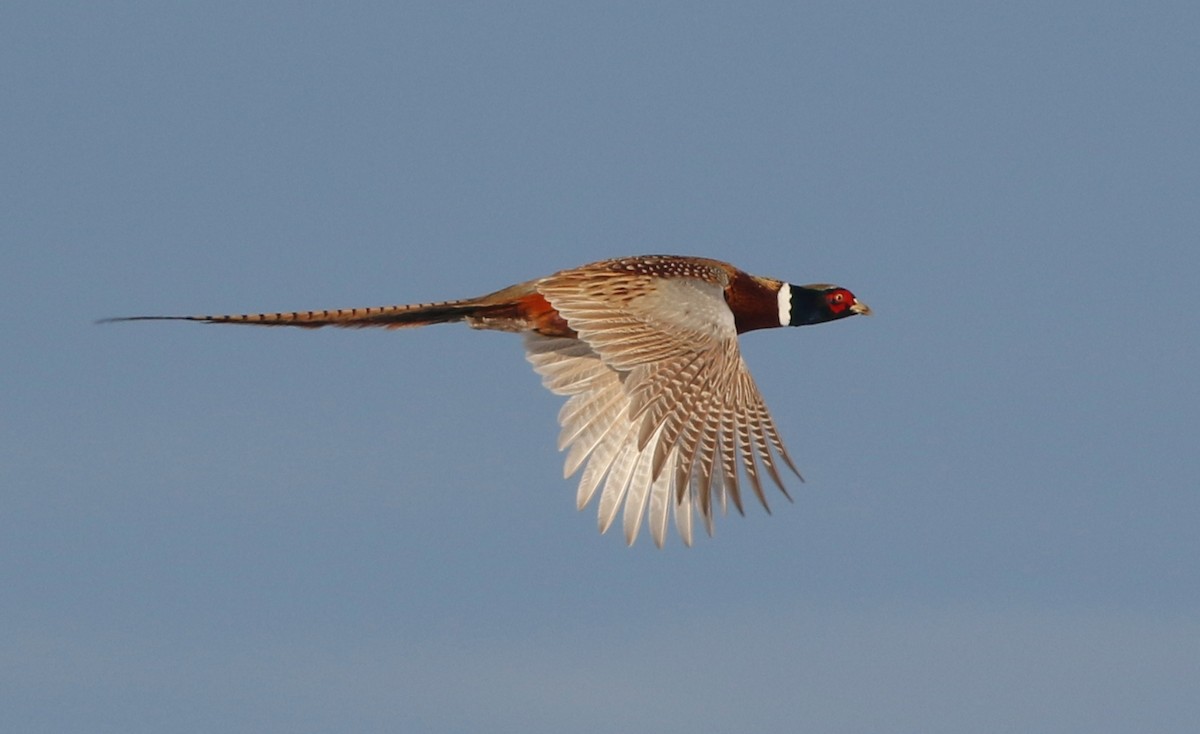 Ring-necked Pheasant - ML308982741